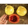 Price: €6.25 - Semințe chinezești de fructe de pasiune (Cionosicys macranthus) - 
