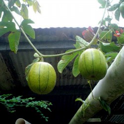 Price: €6.25 - Semințe chinezești de fructe de pasiune (Cionosicys macranthus) - 