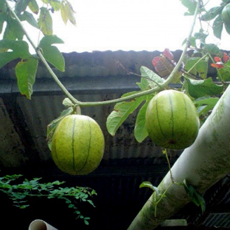 Price: €6.25 - Semințe chinezești de fructe de pasiune (Cionosicys macranthus) -