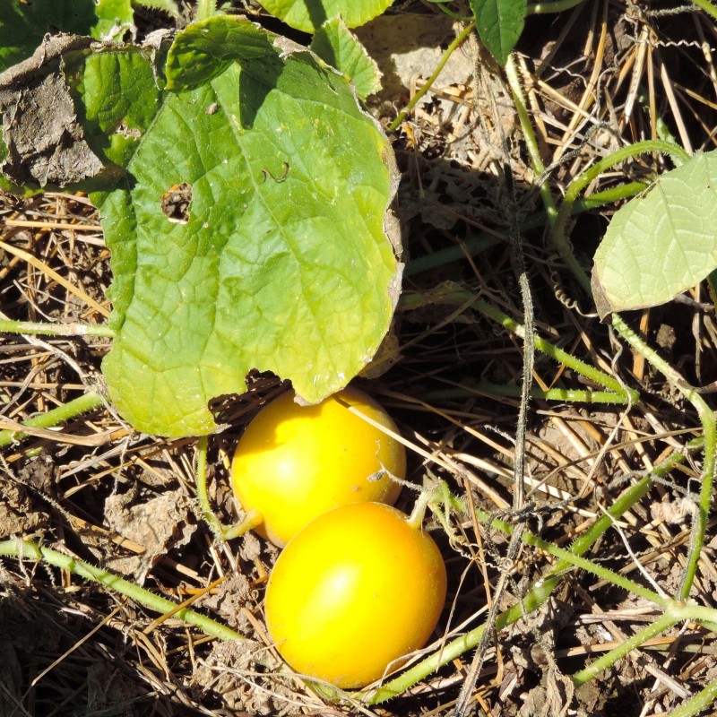 Price: €6.25 - Semințe chinezești de fructe de pasiune (Cionosicys macranthus) - 
