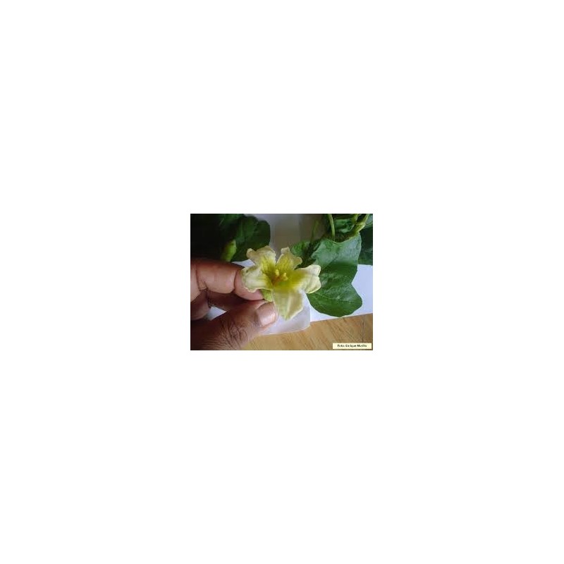 Price: €6.25 - Semințe chinezești de fructe de pasiune (Cionosicys macranthus) - 