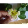 Price: €6.25 - Semințe chinezești de fructe de pasiune (Cionosicys macranthus) - 