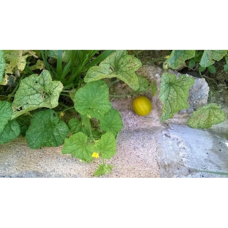 Price: €6.25 - Semințe chinezești de fructe de pasiune (Cionosicys macranthus) - 