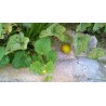 Price: €6.25 - Semințe chinezești de fructe de pasiune (Cionosicys macranthus) - 