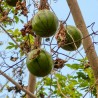 Price: €6.25 - Semințe chinezești de fructe de pasiune (Cionosicys macranthus) - 