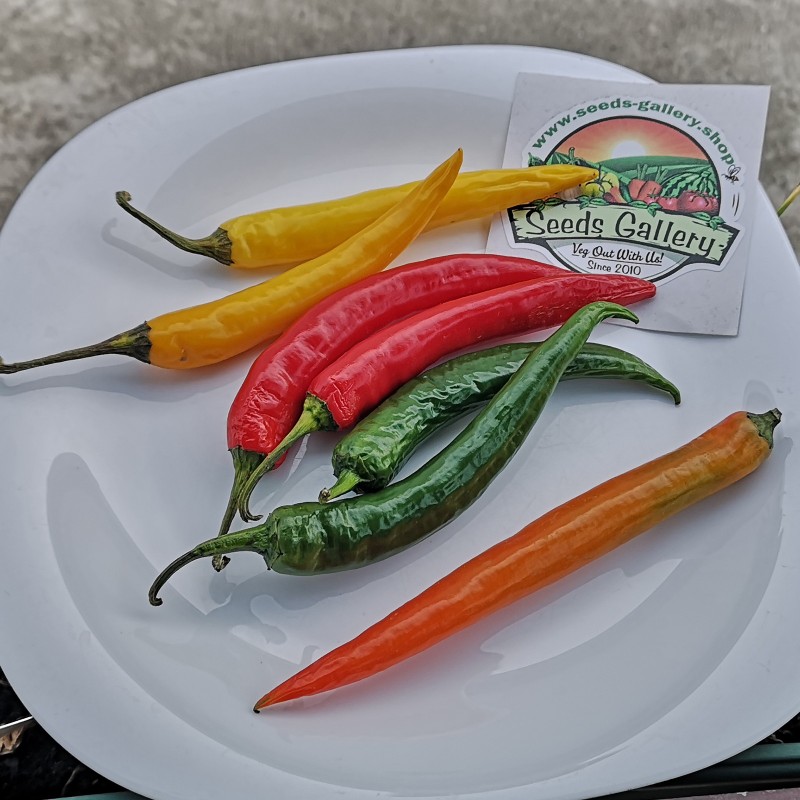 Price: €1.95 - Σπόροι τσίλι Cayenne (Μικτά χρώματα) - Seeds Gallery