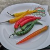 Price: €1.95 - Σπόροι τσίλι Cayenne (Μικτά χρώματα) - Seeds Gallery