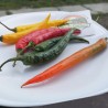Price: €1.95 - Σπόροι τσίλι Cayenne (Μικτά χρώματα) - Seeds Gallery