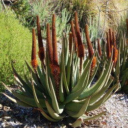 Nasiona aloesu z ogona kota (Aloe castanea) - 3.6