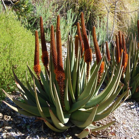 Price: €4 - Cat's staart Aloë zaden (Aloe castanea) -