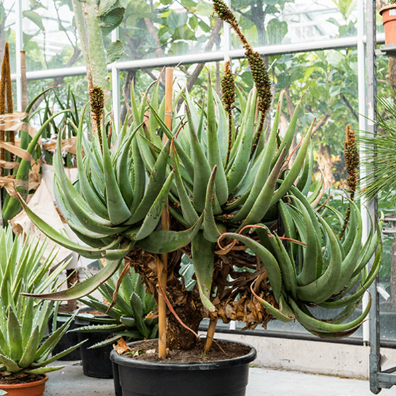 Price: €4 - Sementes de Aloe Cauda de gato (Aloe castanea) - 