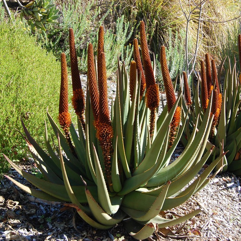 Price: €4 - Sementes de Aloe Cauda de gato (Aloe castanea) - 