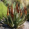 Price: €4 - Sementes de Aloe Cauda de gato (Aloe castanea) - 