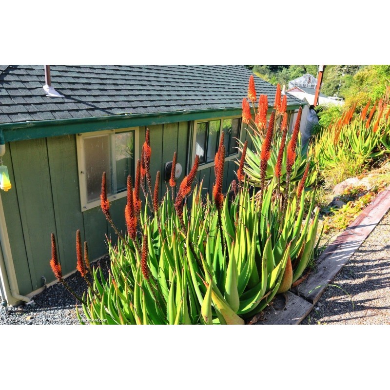 Price: €4 - Sementes de Aloe Cauda de gato (Aloe castanea) - 