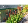 Price: €4 - Semințe de aloe de coadă de pisică (Aloe castanea) - 