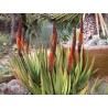 Price: €4 - Sementes de Aloe Cauda de gato (Aloe castanea) - 