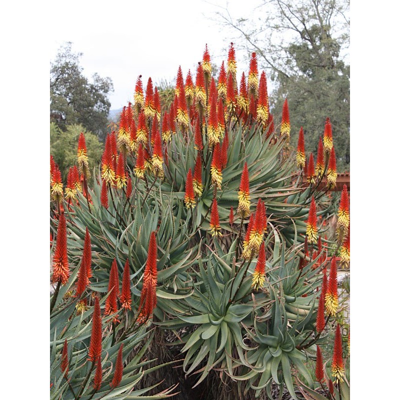 Price: €4 - Σπόροι Ουρά της γάτας Αλόης (Aloe castanea) - 