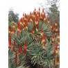 Price: €4 - Semințe de aloe de coadă de pisică (Aloe castanea) - 