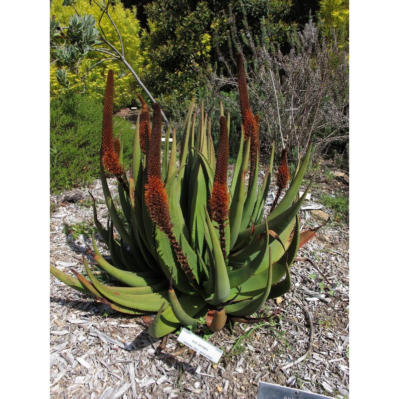 Price: €4 - Cats Tail Aloe Seeds (Aloe castanea) - 
