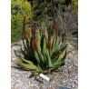 Price: €4 - Semințe de aloe de coadă de pisică (Aloe castanea) - 