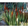 Price: €4 - Sementes de Aloe Cauda de gato (Aloe castanea) - 
