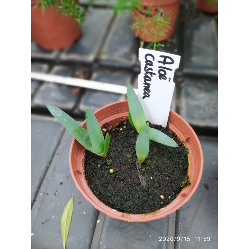 Price: €4 - Semințe de aloe de coadă de pisică (Aloe castanea) - 