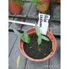 Price: €4 - Nasiona aloesu z ogona kota (Aloe castanea) - 