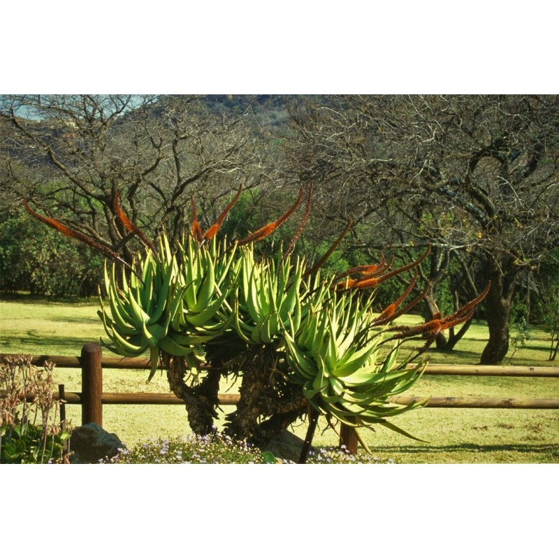 Price: €4 - Semințe de aloe de coadă de pisică (Aloe castanea) - 