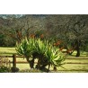 Price: €4 - Sementes de Aloe Cauda de gato (Aloe castanea) - 