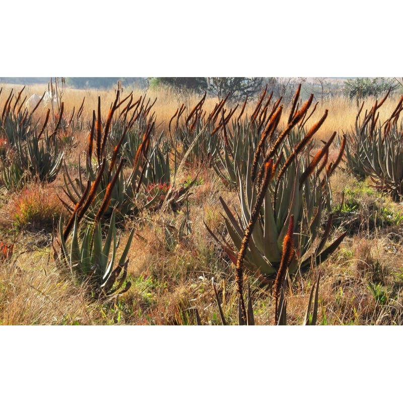 Price: €4 - Nasiona aloesu z ogona kota (Aloe castanea) - 