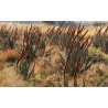 Price: €4 - Semințe de aloe de coadă de pisică (Aloe castanea) - 