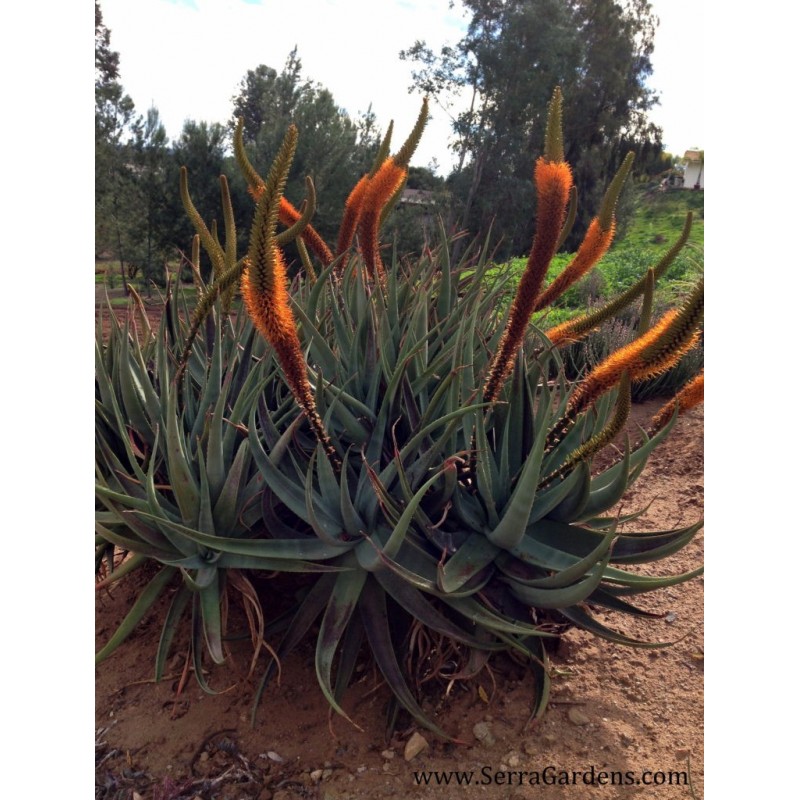 Price: €4 - Semințe de aloe de coadă de pisică (Aloe castanea) - 