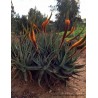 Price: €4 - Seme aloje maciji rep (Aloe castanea) - 