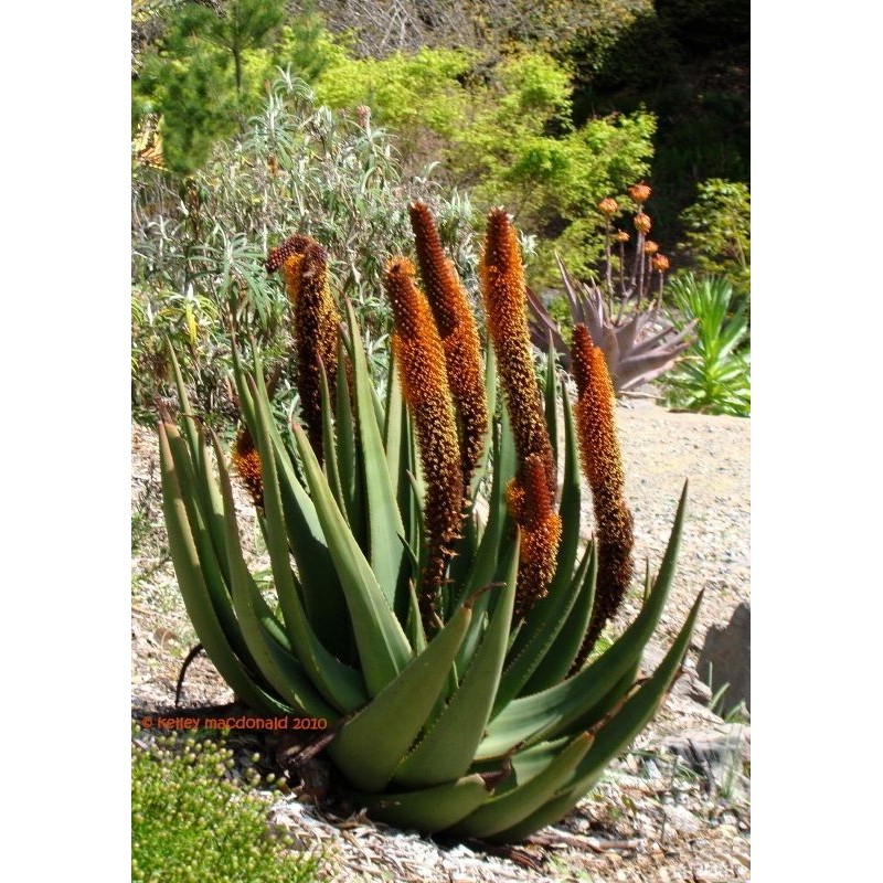 Price: €4 - Seme aloje maciji rep (Aloe castanea) - 