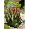 Price: €4 - Cats Tail Aloe Seeds (Aloe castanea) - 