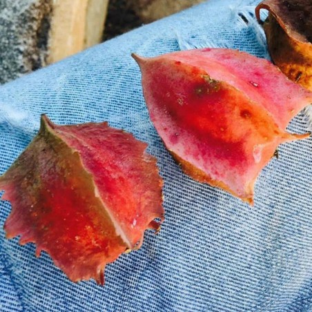 Ritka Chocola magok (Jarilla chocola)