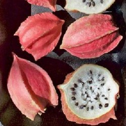 Price: €18 - Semințe de chocola (Jarilla chocola) - 