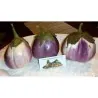 Aubergine Samen ”Rosa Bianca”