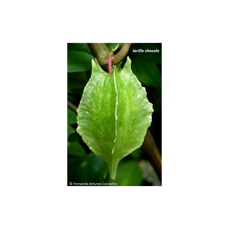 Ritka Chocola magok (Jarilla chocola)