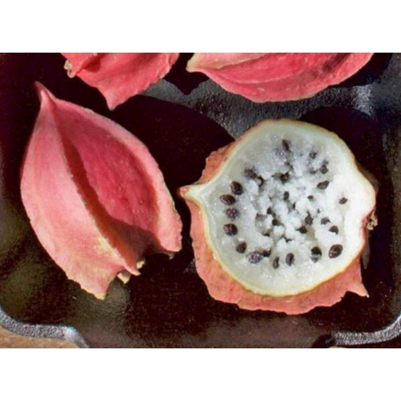 Ritka Chocola magok (Jarilla chocola)