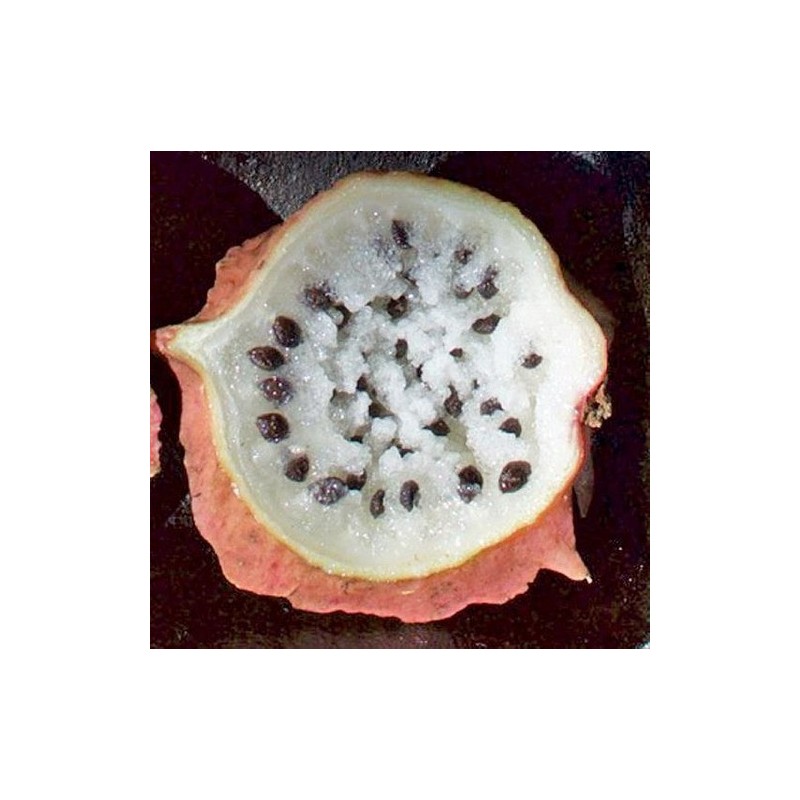 Ritka Chocola magok (Jarilla chocola)