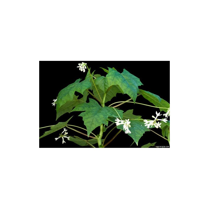 Ritka Chocola magok (Jarilla chocola)