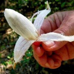 Plumier Bromelia magjai...