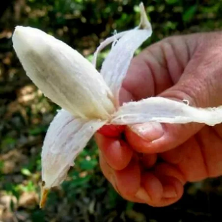 Plumiers Bromelia Seeds (Bromelia karatas)