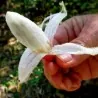 Plumiers Bromelia Seeds (Bromelia karatas)