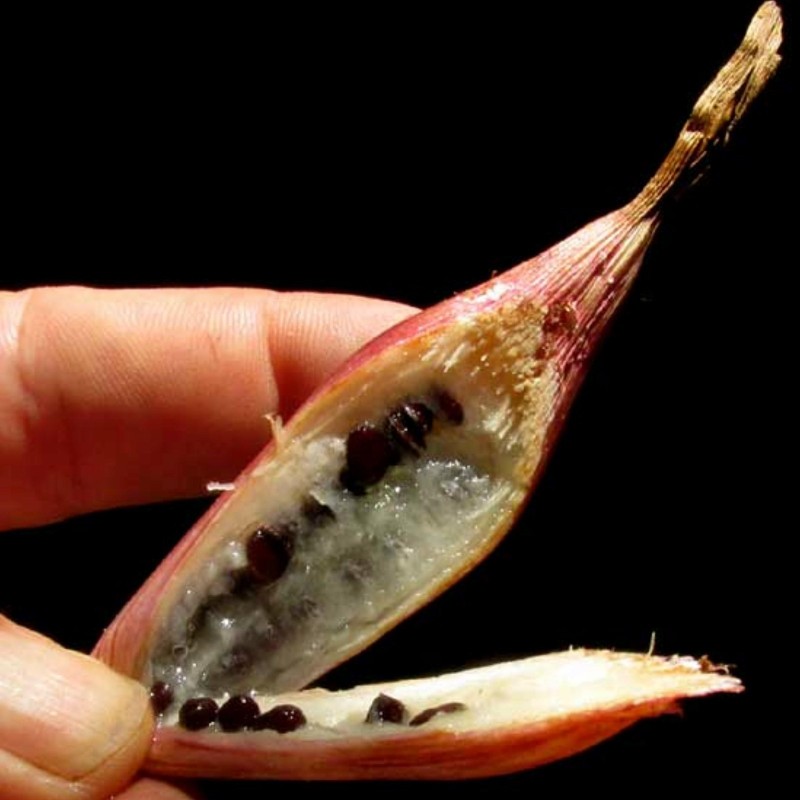 Sementes de Caraguatá-acanga (Bromelia karatas)