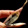 Plumiers Bromelia Seeds (Bromelia karatas)