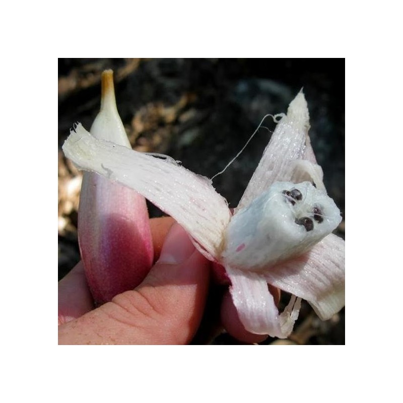 Sementes de Caraguatá-acanga (Bromelia karatas)