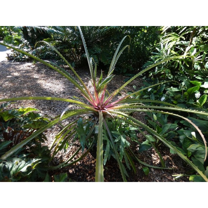 Price: €2.95 - بذور Plumier's Bromelia (Bromelia karatas) - 