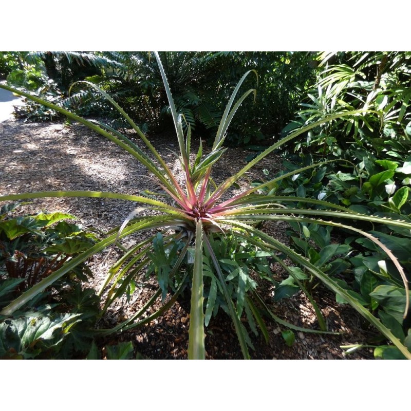Sementes de Caraguatá-acanga (Bromelia karatas)